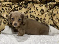 LH Female, a female Miniature Dachshund for sale in Statesville, NC – 1 of 4