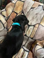 Black wire male with white toes, a male Miniature Dachshund for sale in Statesville, NC – 2 of 5