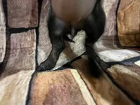 Smaller wire female, a female Miniature Dachshund for sale in Statesville, NC – 2 of 5
