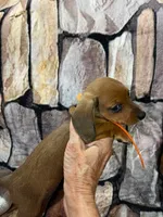 Tiny Red SH Female, a female Miniature Dachshund for sale in Statesville, NC – 5 of 8