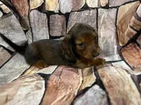 LH Male, a male Miniature Dachshund for sale in Statesville, NC – 2 of 7