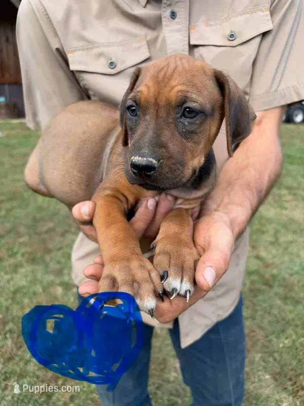 Male 1 – Rhodesian Ridgeback puppy for sale in Statesville, NC