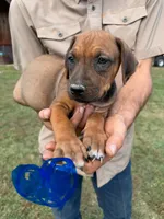 Male 1, a male Rhodesian Ridgeback for sale in Statesville, NC – 1 of 3