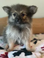 Luna, a female Pomeranian for sale in Alma, MI – 4 of 4