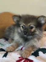 Luna, a female Pomeranian for sale in Alma, MI – 3 of 4