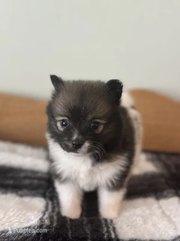 Magenta – Pomeranian puppy for sale in Alma, MI