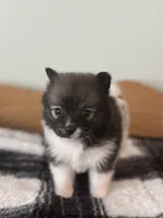 Magenta, a female Pomeranian for sale in Alma, MI – 1 of 4