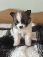 Farm Girl, a female Pomeranian for sale in Alma, MI – 2 of 5