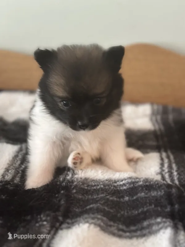 Violet – Pomeranian puppy for sale in Alma, MI