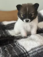 Red, a female Pomeranian for sale in Alma, MI – 2 of 3
