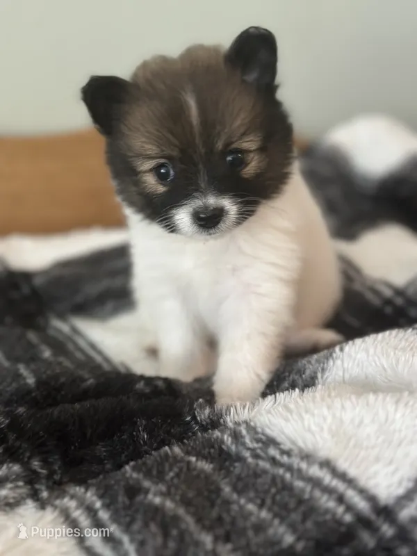 Red – Pomeranian puppy for sale in Alma, MI