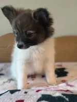 Red, a female Pomeranian for sale in Alma, MI – 4 of 5