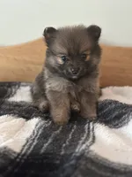 Ottie, a female Pomeranian for sale in Alma, MI – 2 of 2