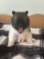 Violet, a female Pomeranian for sale in Alma, MI – 2 of 3