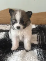 Farm Girl, a female Pomeranian for sale in Alma, MI – 4 of 5