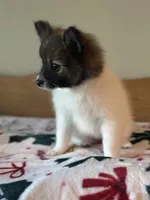 Red, a female Pomeranian for sale in Alma, MI – 5 of 5
