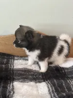 Magenta, a female Pomeranian for sale in Alma, MI – 3 of 4