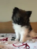 Violet, a female Pomeranian for sale in Alma, MI – 4 of 4