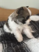 Farm Girl, a female Pomeranian for sale in Alma, MI – 3 of 5