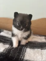 Magenta, a female Pomeranian for sale in Alma, MI – 4 of 4