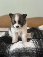 Farm Girl, a female Pomeranian for sale in Alma, MI – 5 of 5