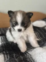 Farm Girl, a female Pomeranian for sale in Alma, MI – 1 of 5