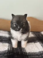 Magenta, a female Pomeranian for sale in Alma, MI – 2 of 4