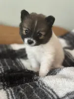 Red, a female Pomeranian for sale in Alma, MI – 3 of 3