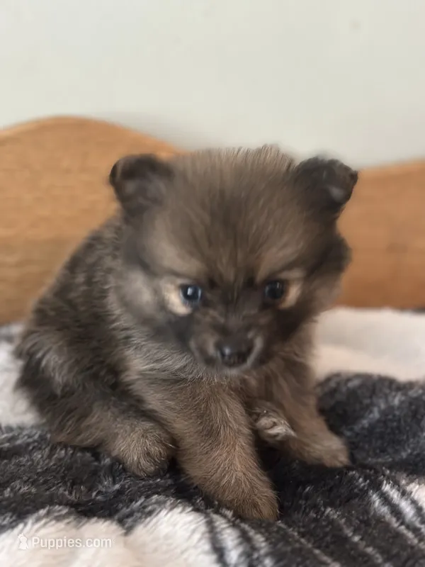 Ottie – Pomeranian puppy for sale in Alma, MI