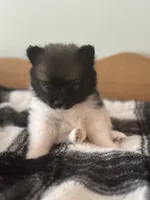 Violet, a female Pomeranian for sale in Alma, MI – 3 of 3