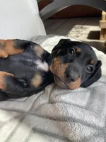 Pearle, a female Miniature Dachshund for sale in Baltic, SD – Photo 4 of 4