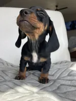 Pearle, a female Miniature Dachshund for sale in Baltic, SD – Photo 3 of 4