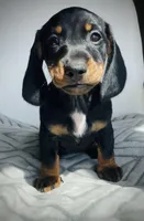 Pearle, a female Miniature Dachshund for sale in Baltic, SD – Photo 2 of 4