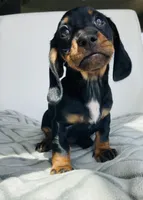 Pearle, a female Miniature Dachshund for sale in Baltic, SD – Photo 1 of 4