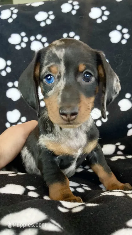 Gina – Dachshund puppy on hold in Baltic, SD