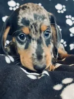 Jerry, a male Dachshund for sale in Baltic, SD – 2 of 3