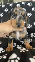 Jerry, a male Dachshund for sale in Baltic, SD – 3 of 3
