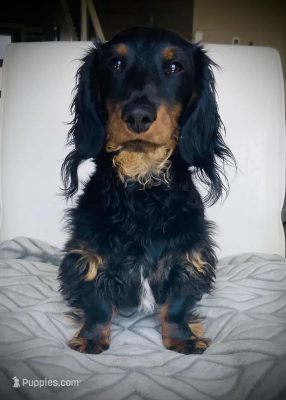 Rufus, a male Miniature Dachshund for sale in Baltic, SD – Photo 1 of 2