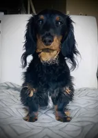 Rufus, a male Miniature Dachshund for sale in Baltic, SD – Photo 1 of 2