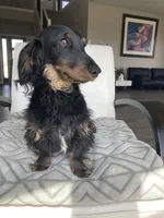 Rufus, a male Miniature Dachshund for sale in Baltic, SD – Photo 2 of 2