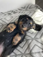 Harry Potter, a male Miniature Dachshund for sale in Baltic, SD – Photo 3 of 3