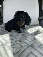 Harry Potter, a male Miniature Dachshund for sale in Baltic, SD – Photo 2 of 3