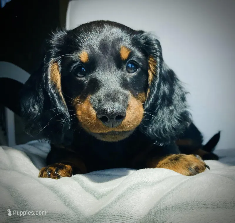 Harry Potter – Miniature Dachshund puppy for sale in Baltic, SD