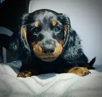 Harry Potter, a male Miniature Dachshund for sale in Baltic, SD – Photo 1 of 3