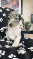 Dolly , a female Dachshund for sale in Baltic, SD – 2 of 3