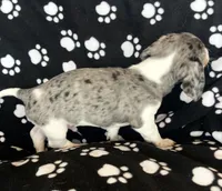 Elvis, a male Dachshund for sale in Baltic, SD – 3 of 3