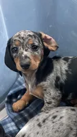 Pebble, a female Dachshund for sale in Baltic, SD – 3 of 3