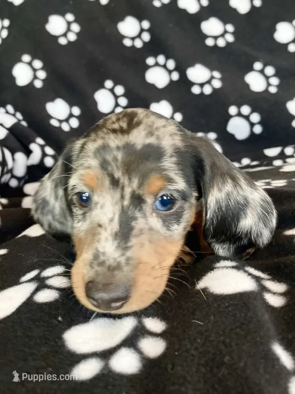 Tom – Dachshund puppy for sale in Baltic, SD