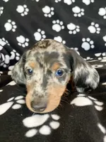 Tom, a male Dachshund for sale in Baltic, SD – 1 of 1