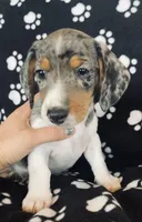 Elvis, a male Dachshund for sale in Baltic, SD – 2 of 3